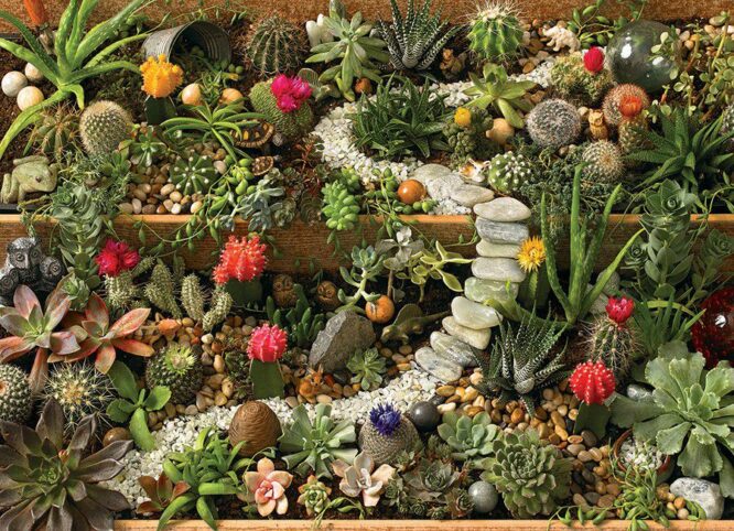 SUCCULENT GARDEN - 1000 PIECE PUZZLE - OS80157 - Image 2